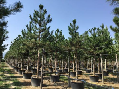 Pin negru austriac arbore / Pinus nigra austriaca / - Gradina Noastra