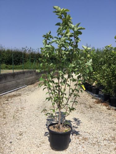 Magnolia galbena "Yellow Bird" 1.30 - 1.50 m / Magnolia x "Yellow Bird" / - Gradina Noastra