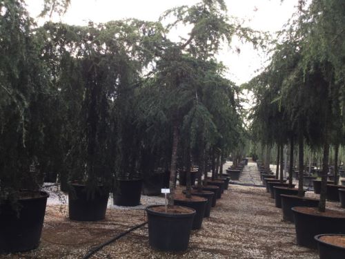 Cedru de Himalaya "Pendula" 2.50 - 3.00 m / Cedrus deodora "Pendula" /