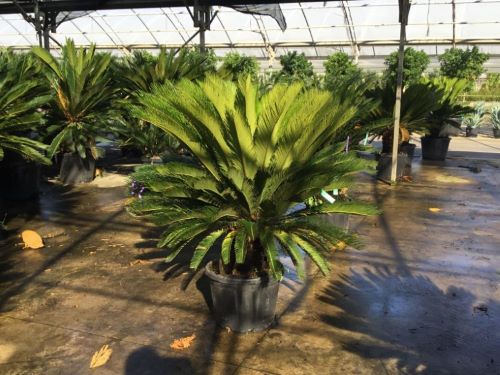 Palmier Sago 1.00 - 1.20 m / Cycas revoluta/