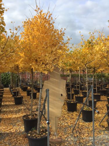 Arborele pagodelor „Autumn Gold” 2.00 - 2.50 m / Ginko biloba „Autumn Gold” /