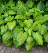 Crin de toamna "Guacamole" / Hosta "Guacamole" - Gradina Noastra