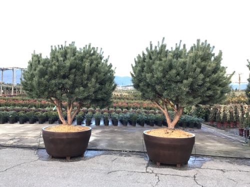 Multi-stemmed Scots pine 1.70 -2.00 m / Pinus Sylvestris /