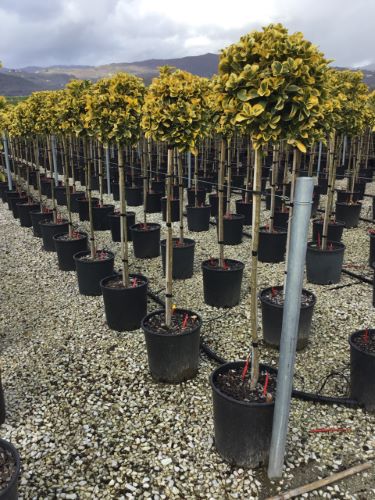 Salba japoneza" Elegant Aureus " 1.40 - 1.50 m / Euonymus jap. "Elegant Aureus"/ - Gradina Noastra