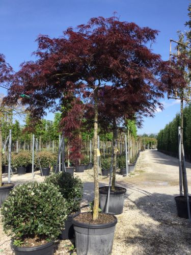 Artar japonez "Tamukeyama" altoit pe trunchi / Acer palmatum dissectum "Tamukeyama"/ - Gradina Noastra