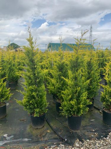 Chiparos leylandii "Gold Rider " 1.50 - 1.75 m / Cupressocyparis leylandii "Gold Rider "/ by gradina-noastra