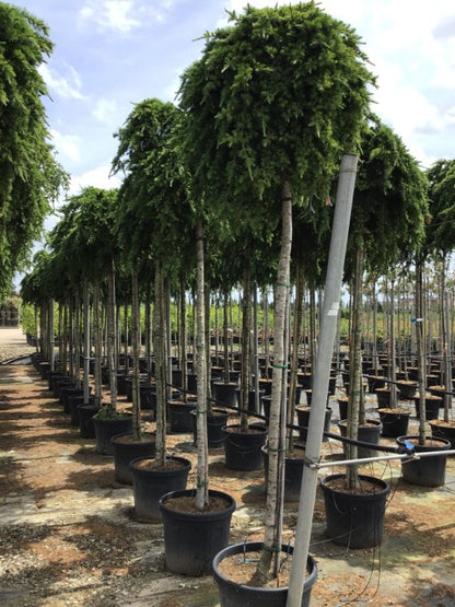 Cedru de Liban "Sargentii" arbore / Cedrus libani "Sargentii" /