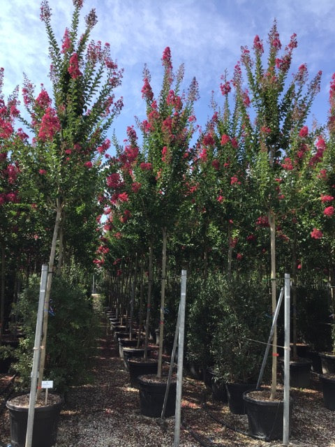 Liliac Indian &quot;Caroline Beauty&quot; arbore 2.50 - 3.00 m / Lagerstroemia Indica &quot;Caroline Beauty&quot; / - Gradina Noastra