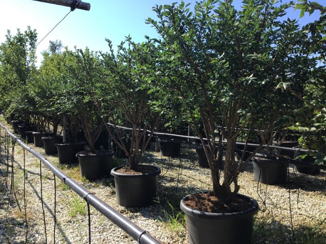 Euonymus alatus multitulpinal / Euonymus alatus  / - Gradina Noastra