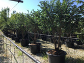 Euonymus alatus multitulpinal / Euonymus alatus  / - Gradina Noastra