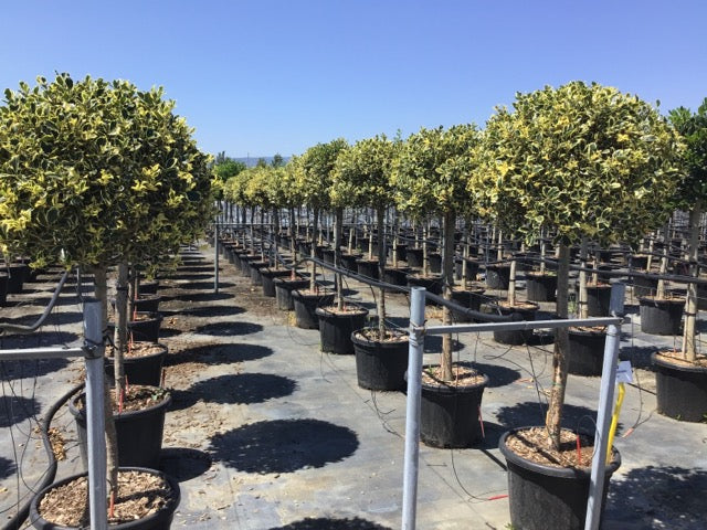 Laur sfant „Argenteomarginata” pomisor / Ilex aquifolium "Argenteomarginata"/