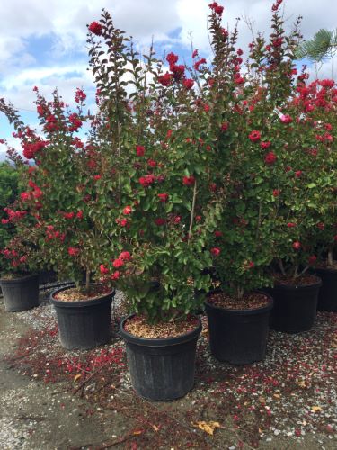 Liliac Indian "Dynamite" tufa / Lagerstroemia Indica "Dynamite" /