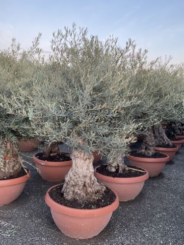 Maslin bonsai  1.50 - 2.00 m / Olea Europaea/