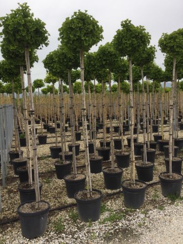 Arborele pagodelor "Mariken" / Ginko biloba "Mariken" /