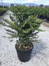 Mahonie "Charity" / Mahonia x media "Charity" / - Gradina Noastra