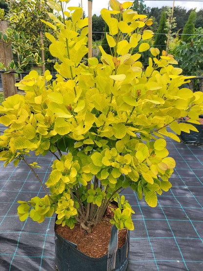 Scumpie „Golden Spirit” / Cotinus coggygria „Golden Spirit” /