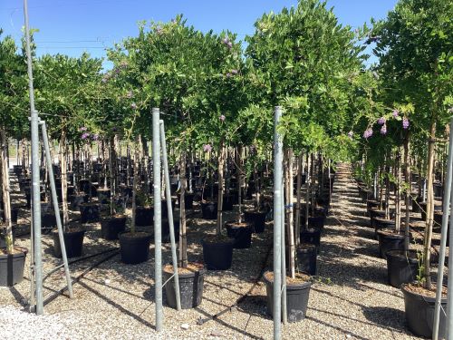 Glicina chinezească arbore 2.00 m / Wisteria chinensis "Prolific" / by gradina-noastra