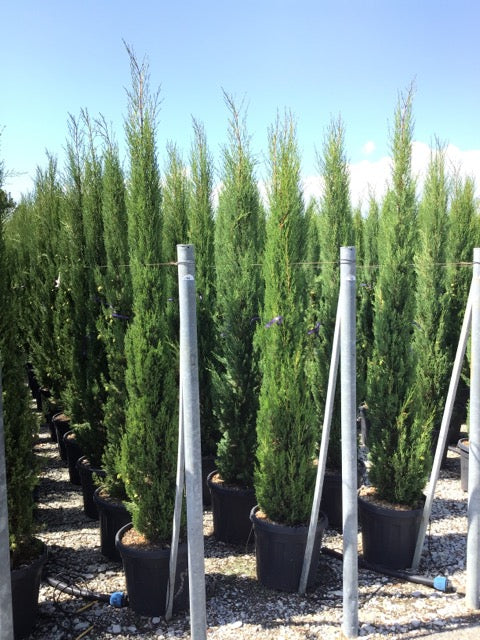 Italian cypress 1.70 - 2.00 m / Cupressus sempervirens &quot;Pyramidalis&quot; /
