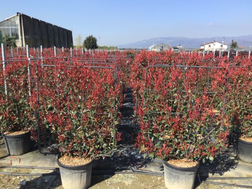 Photinia "Carre Rouge" palier / Photinia x fraseri "Carre Rouge"/ by gradina-noastra