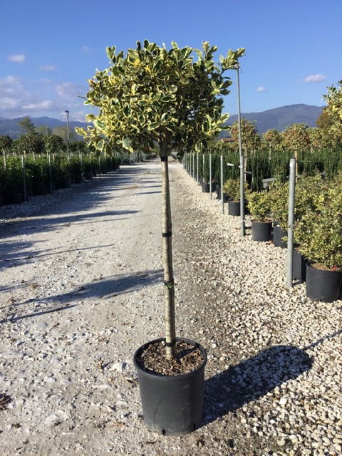 Laur sfant „Argenteomarginata” pomisor / Ilex aquifolium "Argenteomarginata"/
