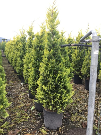 Chiparos leylandii "Gold Rider " / Cupressocyparis leylandii "Gold Rider "/