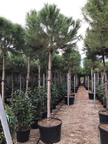 Austrian black pine tree 3.50 - 4.00 m / Pinus nigra austriaca /