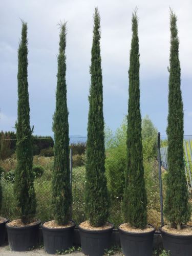 Chiparos de Italia / Cupressus sempervirens "Pyramidalis" /