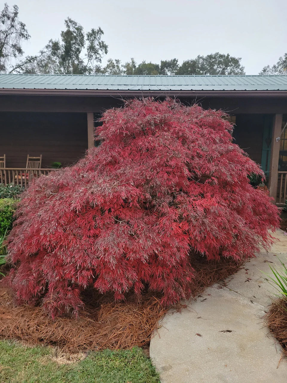 Artar japonez curgator „Crimson Queen / Acer palmatum dissectum „Crimson Queen” /