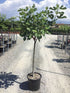Smochin „Brown Turkey” / Ficus carica „Brown Turkey” cu frunze mari, perfect pentru grădini decorative sau umbră.