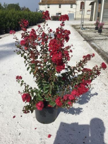 Liliac Indian "Dynamite" tufa / Lagerstroemia Indica "Dynamite" /