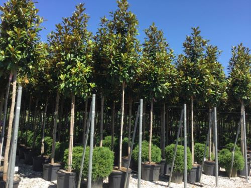 Magnolia vesnic verde "Goliath" arbore 2.50 - 3.50 m / Magnolia grandiflora "Goliath" by gradina-noastra