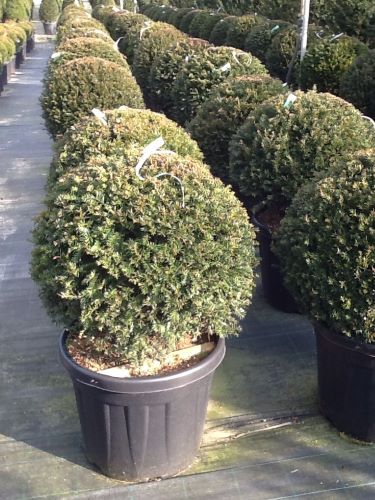 Ball yew 0.30 - 0.40 m / Taxus baccata /