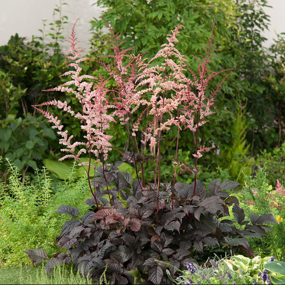 Astilbe thunbergii "Chocolate Shogun"