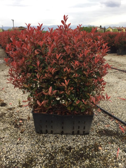 Photinia "Carre Rouge" gard viu / Photinia x fraseri "Carre Rouge"/