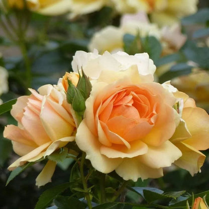 Trandafir floribunda "Hansestadt Rostock"/ Rosa floribunda "Hansestadt Rostock"/
