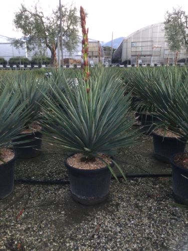 Yucca gloriosa 0.80 - 1.00 m / Yucca gloriosa / by gradina-noastra