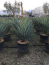 Yucca gloriosa 0.80 - 1.00 m / Yucca gloriosa / by gradina-noastra