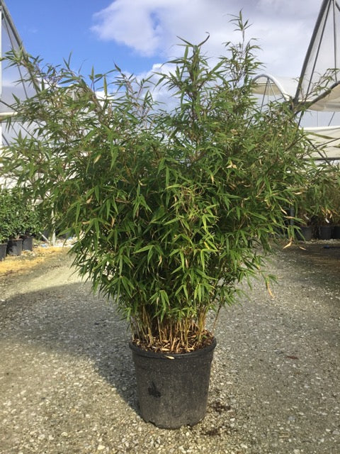 Bambus vesnic verde pitic „Rufa” / Fargesia murielae „Rufa”  /