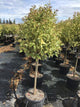Lemn cainesc "Excelsum Superbum" 1.50 - 1.70 m / Ligustrum japonicum "Excelsum Superbum"/