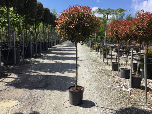 Photinia "Carre Rouge" 1.50 - 1.70 m / Photinia x fraseri "Carre Rouge"/ by gradina-noastra