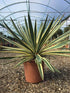 Yucca gloriosa "Variegata" / Yucca gloriosa "Variegata"/ by gradina-noastra