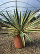 Yucca gloriosa "Variegata" 0.80 - 1.00 m / Yucca gloriosa "Variegata"/