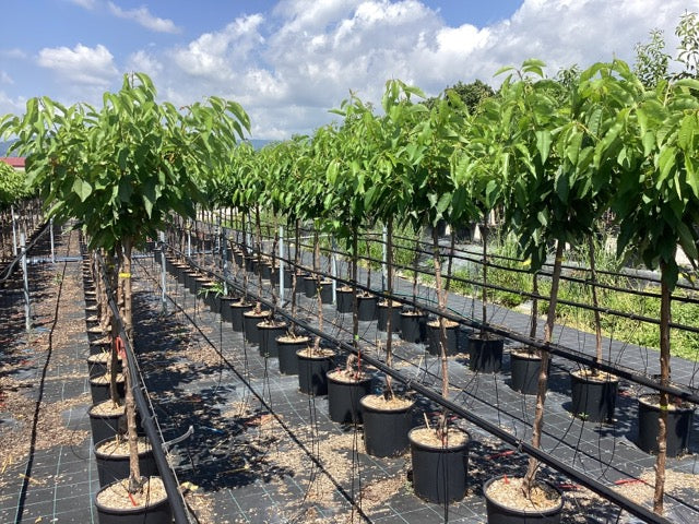 Cires "Bigarreau Burlat" 1.80 - 2.30 m / Prunus avium "Bigarreau Burlat" / by gradina-noastra