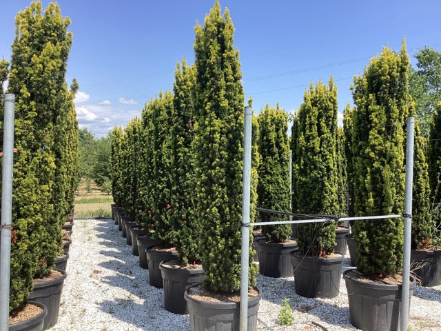 Tisa aurie columnara / Taxus baccata "Fastigiata Aurea" /