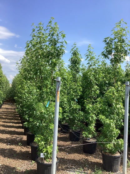 Arborele de guma "Variegata" 2.00 - 2.50 m / Liquidambar styraciflua "Variegata" /