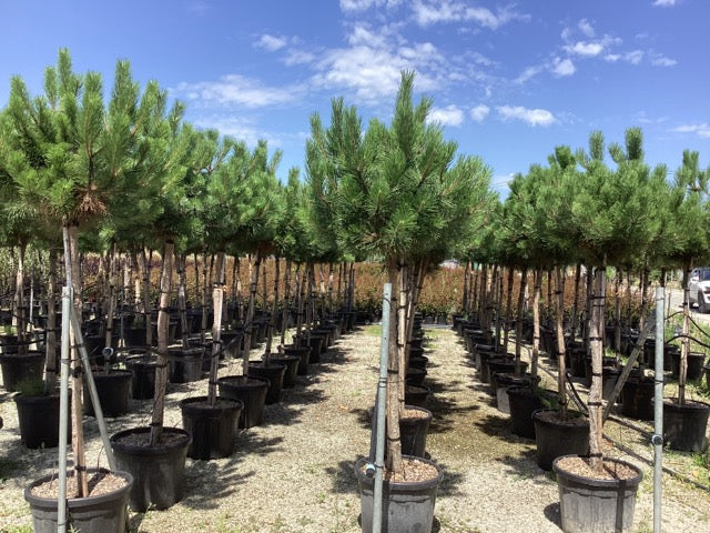 Austrian black pine tree 3.50 - 4.00 m / Pinus nigra austriaca /