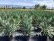 Yucca gloriosa 0.80 - 1.00 m / Yucca gloriosa /