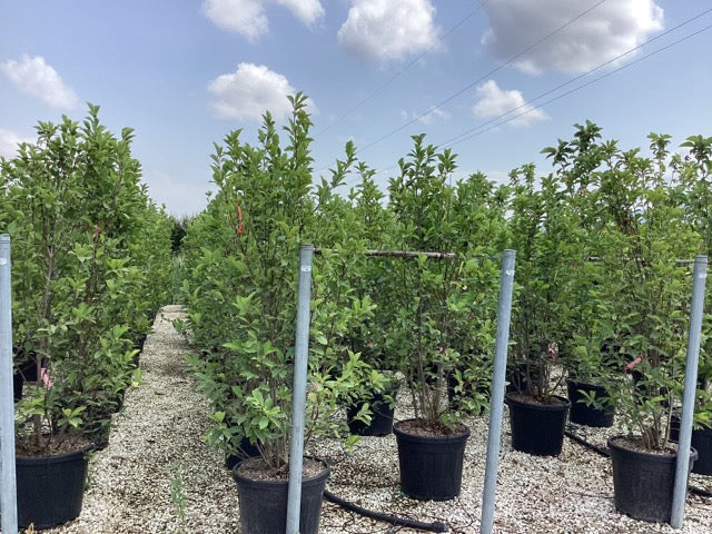 Magnolia "Black Tulip" 2.00 - 2.50 m / Magnolia "Black Tulip"/ - Gradina Noastra