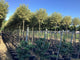 Lemn cainesc "Excelsum Superbum" arbore 2.50 - 3.00 m / Ligustrum japonicum "Excelsum Superbum"/