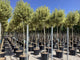 Lemn cainesc "Excelsum Superbum" arbore 2.50 - 3.00 m / Ligustrum japonicum "Excelsum Superbum"/